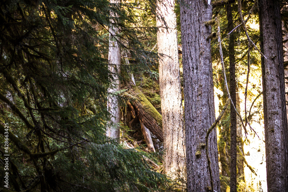 Obraz premium trees in the forest