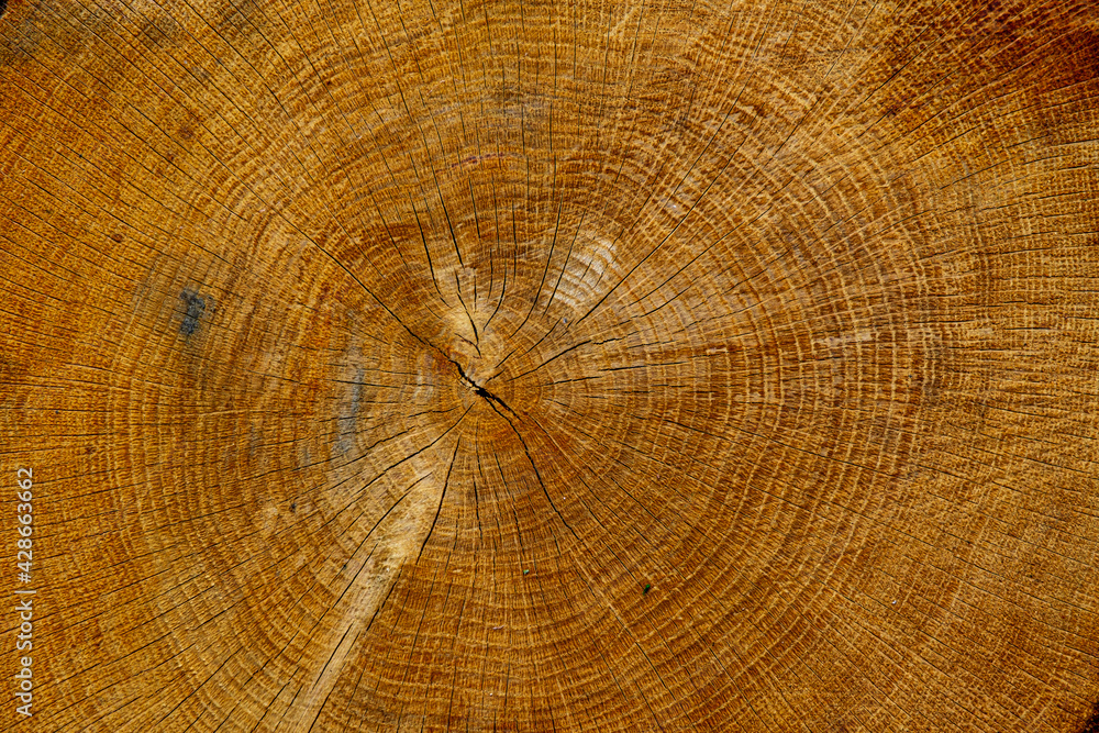 Fototapeta premium Old wooden oak tree cut surface