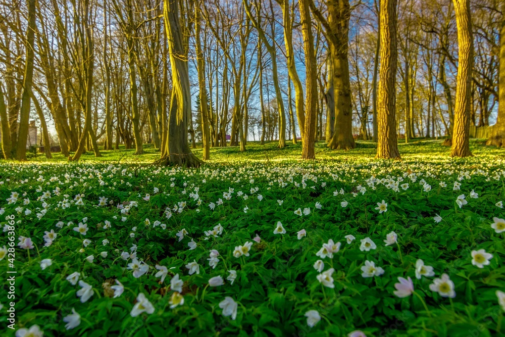 Flower and trees