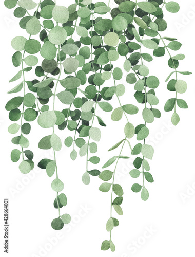 Card with watercolor succulents peperomia green cascade plant