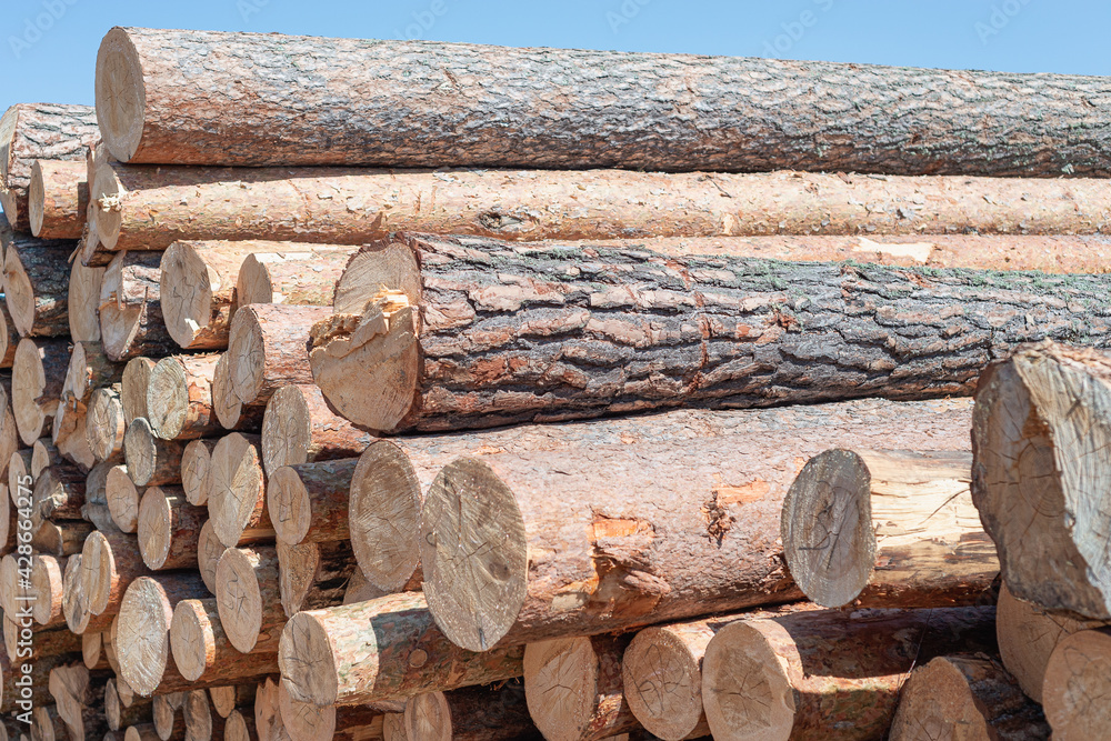 Fresh sawn logs for building houses. Fresh sawn logs for building houses.
