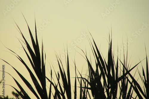 grass in the wind