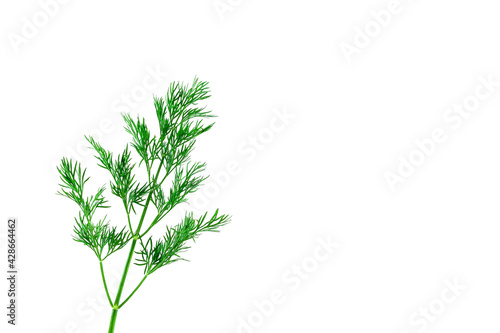Close up of a sprig of fresh green dill on a white background
