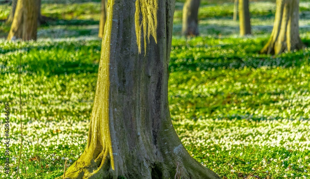 Flower and trees
