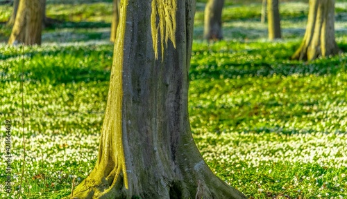 Obraz na płótnie Flower and trees w salonie