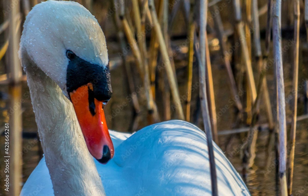 Swan