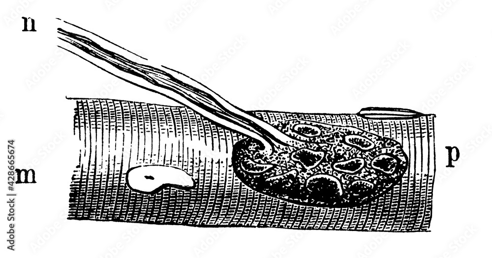 Obraz premium End of a motor nerve in a muscle fiber.