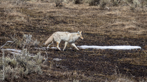 Coyote in Yellowstone National Park