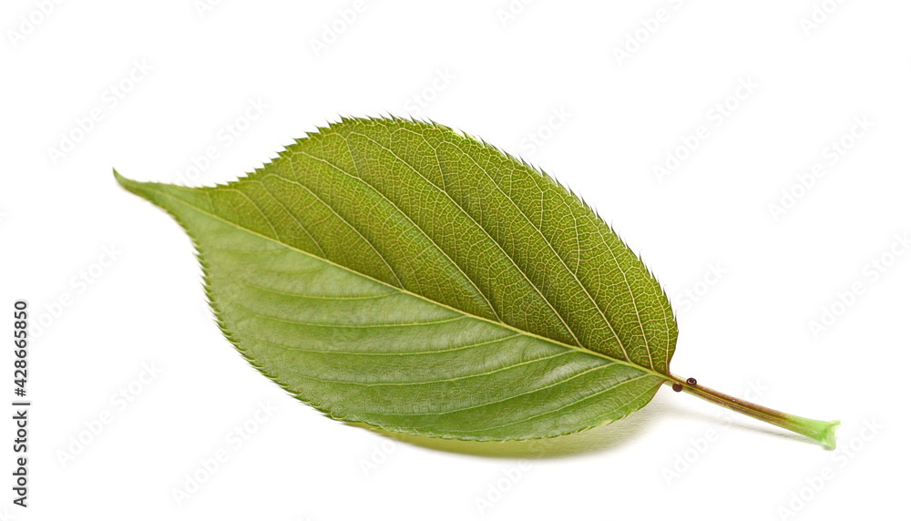 Obraz premium Leaf isolated on white background