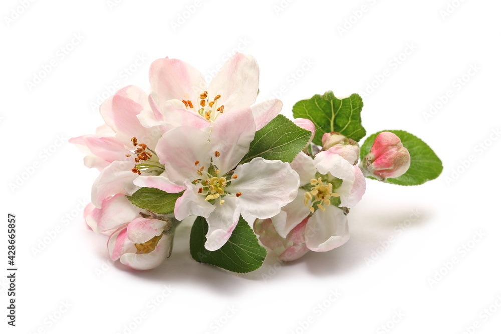 Naklejka premium Blooming apple tree flowers on twig, isolated on white background