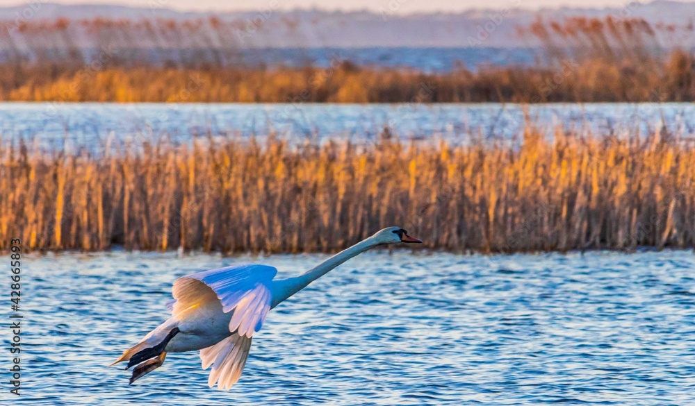 Swan