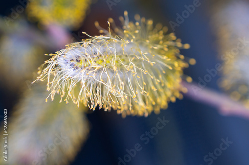 Blooming willow branches in early spring.