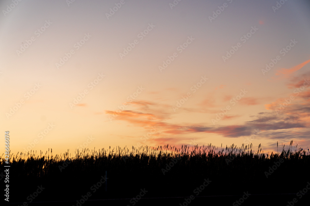 Silhouette of a field of flowers during sunset. The sky has some completely red clouds.