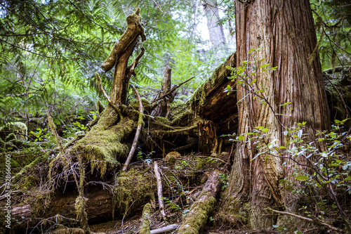 roots in the forest