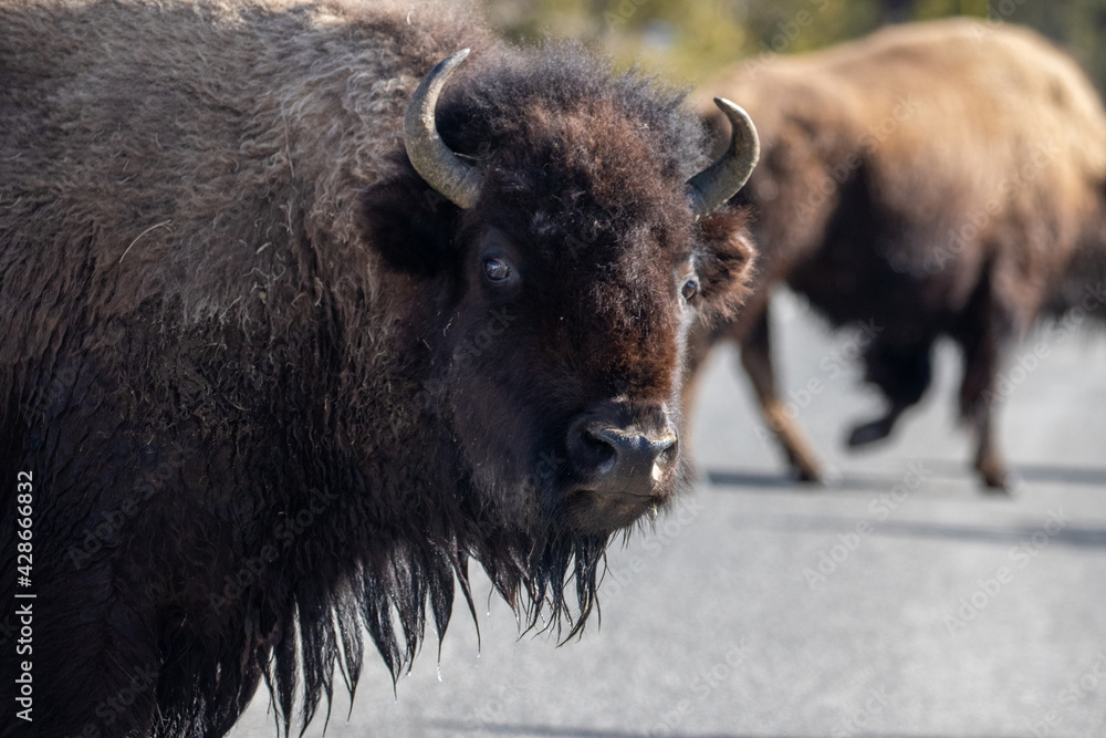 Yellowstone National Park, Wildlife Crossing Street, Bison