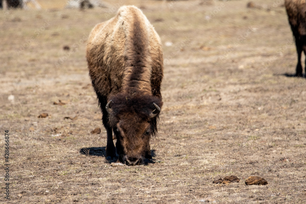 Fototapeta premium Buffalo Grazing in Yellowstone