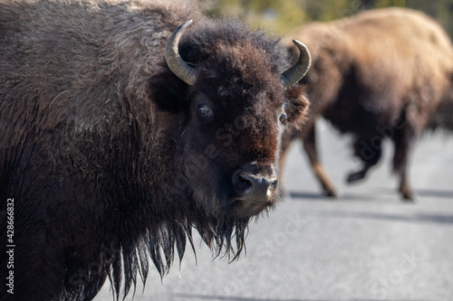 Yellowstone National Park, Wildlife Crossing Street, Bison