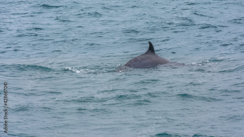 Minke whale back out of the water near Reykjavik, Iceland, during summer season   photo