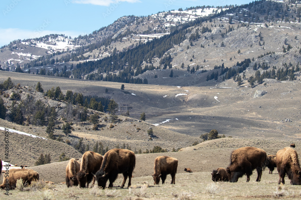 Bison Herd in Hayden Valley Yellowstone NP