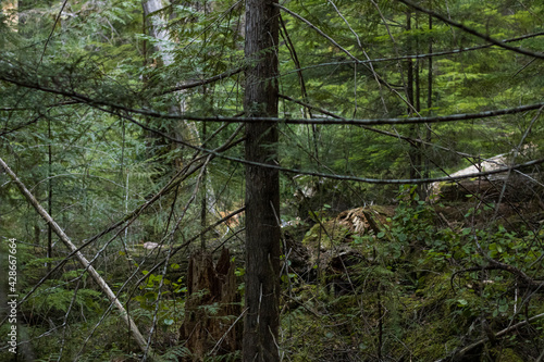 trees in the forest