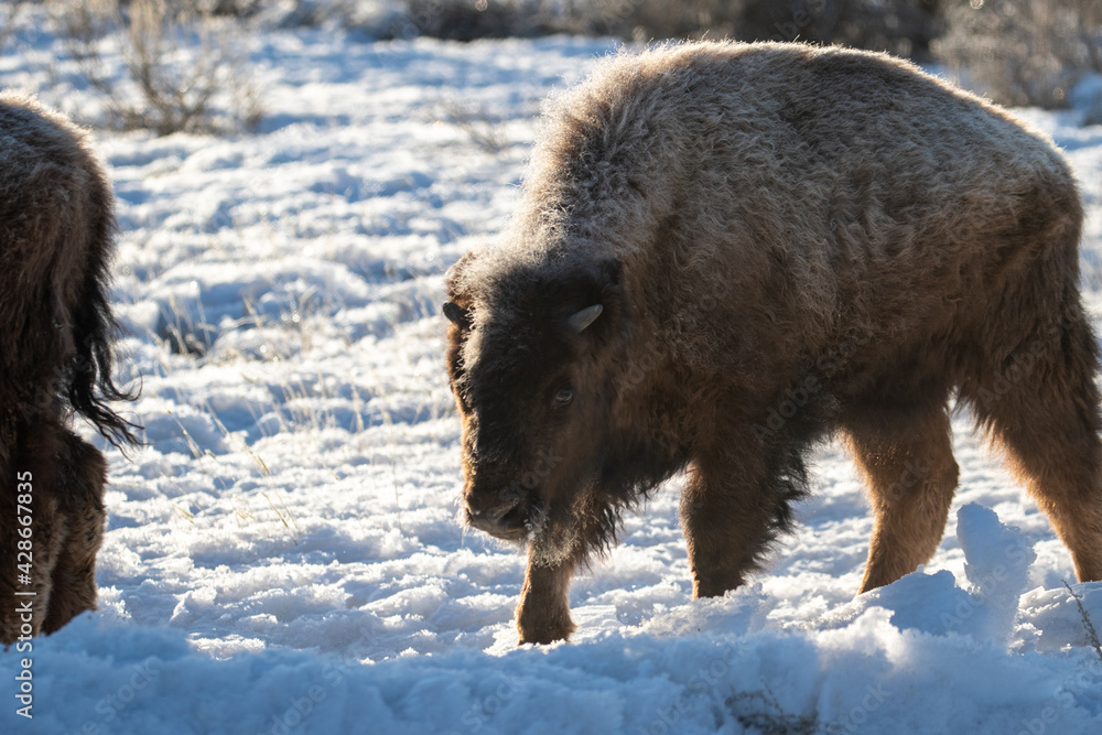 Buffalo in the Snow in Yellowstone Buffalo in the Snow in Yellowstone