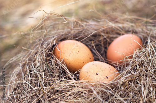 Three brown eggs in dry grass nest with close up. Spring background and new life starting.Organic and healthy food concept with natural cooking ingredients.