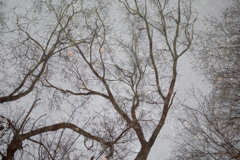 Bare tree with branches as reflection on water surface. Soft image with blurred areas out of focus. Bare tree with branches as reflection on water surface. Soft image with blurred areas out of focus.