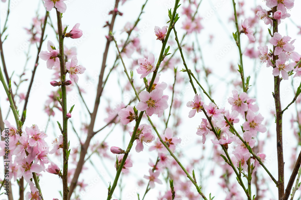 Blooming Cherry Blossoms. Blooming flower buds. Beautiful nature scene with blooming tree. Spring background with pink blossom Blooming Cherry Blossoms. Blooming flower buds. Beautiful nature scene with blooming tree. Spring background with pink blossom