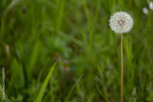 White fluffy flowering dandelion. Dandelion on a background of green spring meadow. Copy Space. Wildflowers in spring
