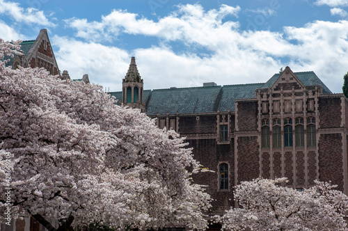 Cherry blossoms at The Quad, University of Washington, Seattle