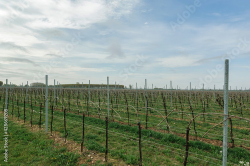 Vigneto in primavera, viti, pali, cavi