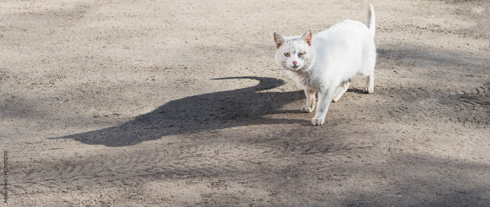 A lone cat with a black eye A lone cat with a black eye