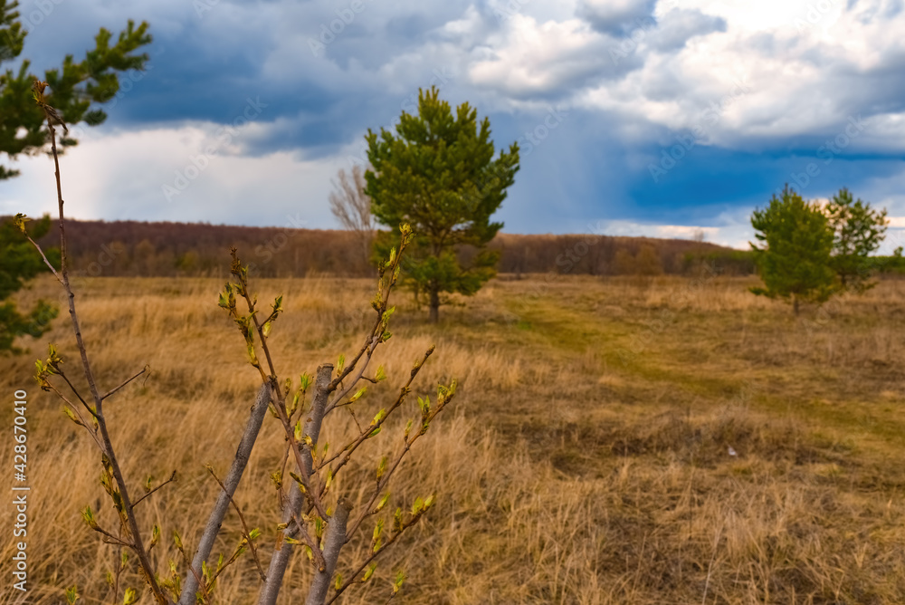 Trees in the meadow under the clouds Trees in the meadow under the clouds