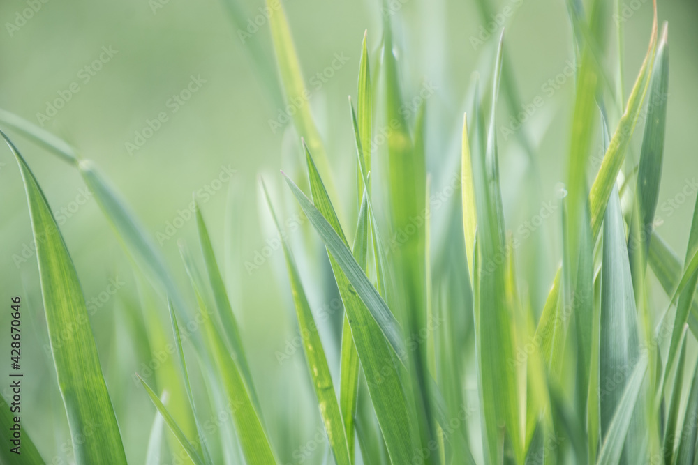 natural grass texture background natural grass texture background