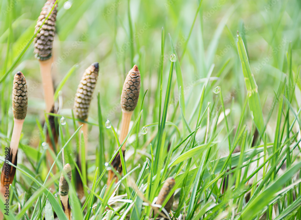 natural grass texture background natural grass texture background