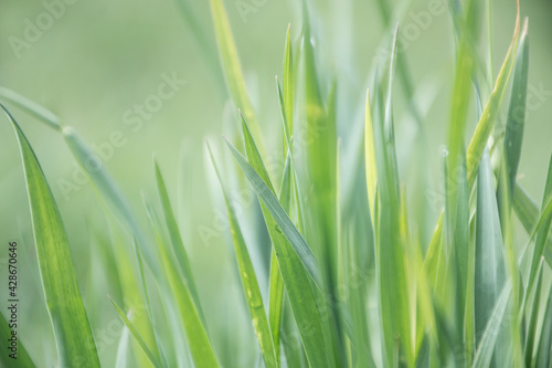 natural grass texture background