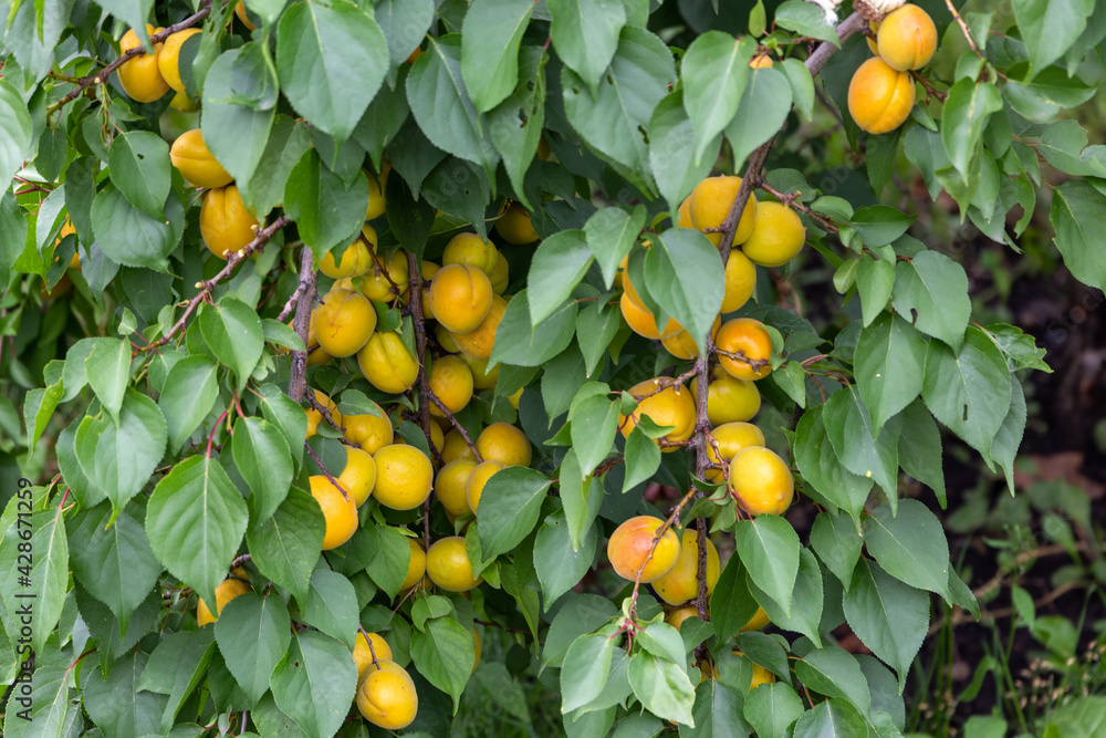Green branches of apricot tree with ripe fruits in the garden Green branches of apricot tree with ripe fruits in the garden