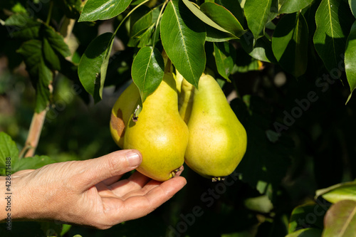 Hand holding many ripe pears hanging on a branch in a sunny garden