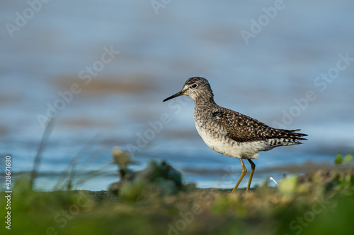 A wood sandpiper (Tringa glareola)