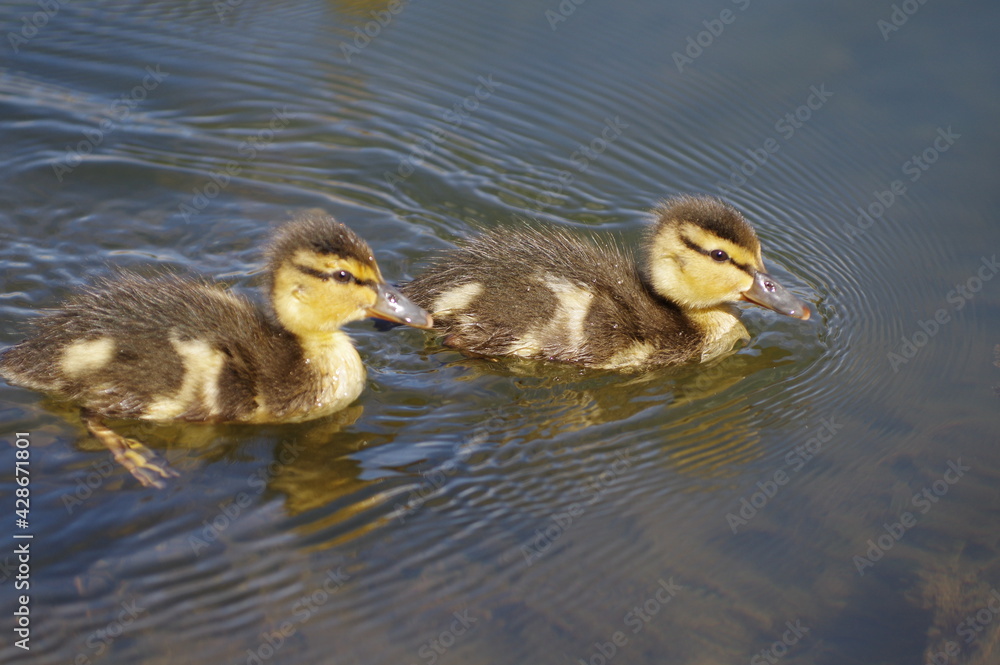 two young yellow-brown ducklings swim on the water two young yellow-brown ducklings swim on the water