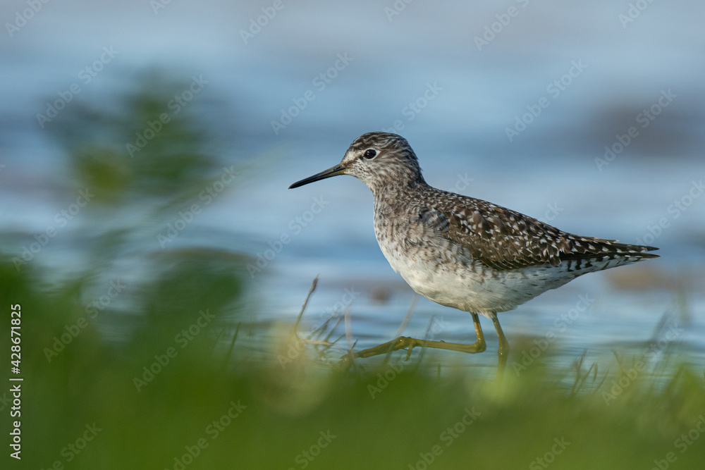 A wood sandpiper (Tringa glareola) A wood sandpiper (Tringa glareola)