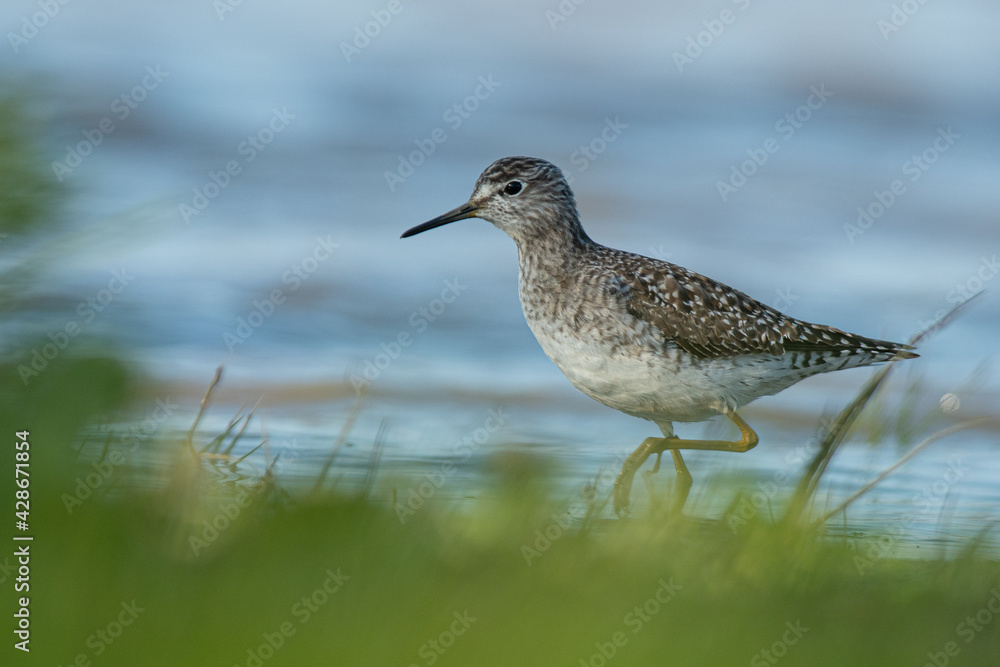 A wood sandpiper (Tringa glareola) A wood sandpiper (Tringa glareola)