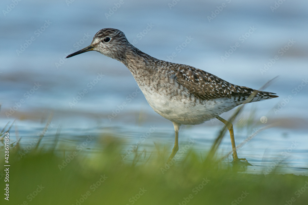 A wood sandpiper (Tringa glareola) A wood sandpiper (Tringa glareola)