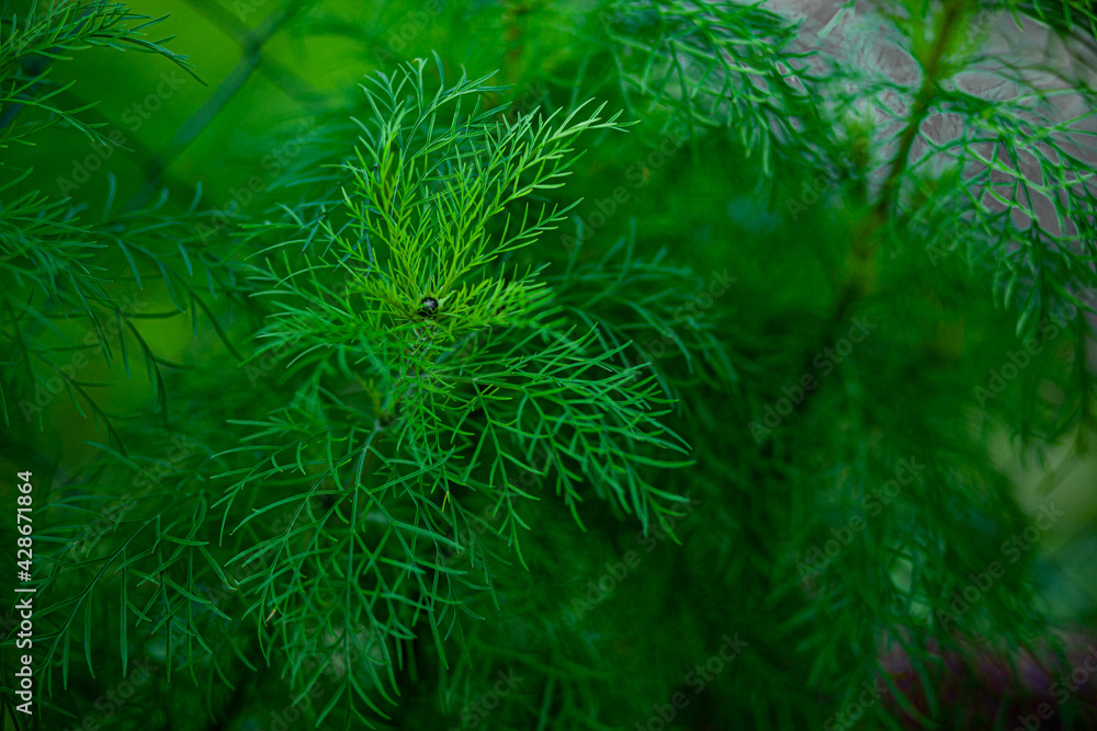 young large and juicy greens of dill in a garden bed on a sunny day on a blurred background