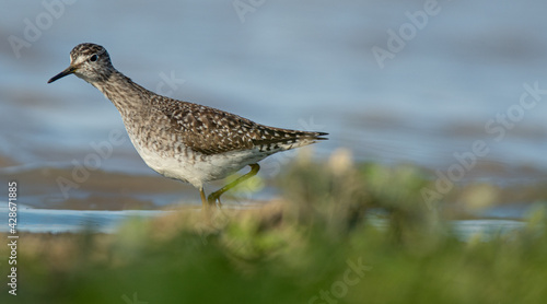 A wood sandpiper (Tringa glareola) © Arnau