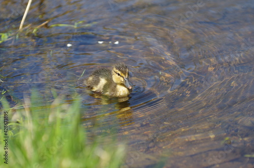 young yellow-brown duckling swim on the water