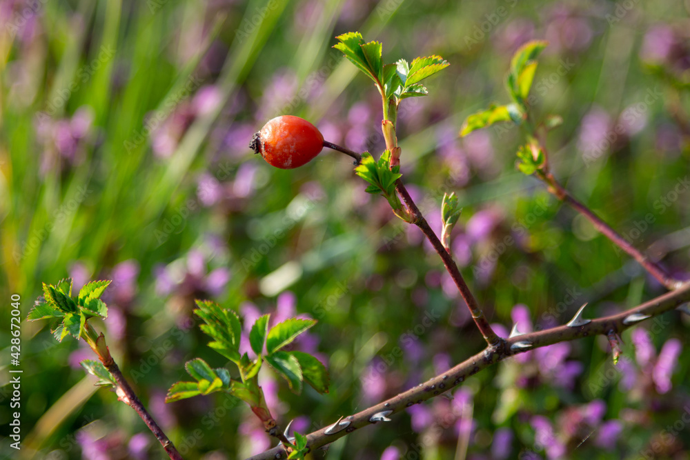 Wild Rose,  rosehip berries, 