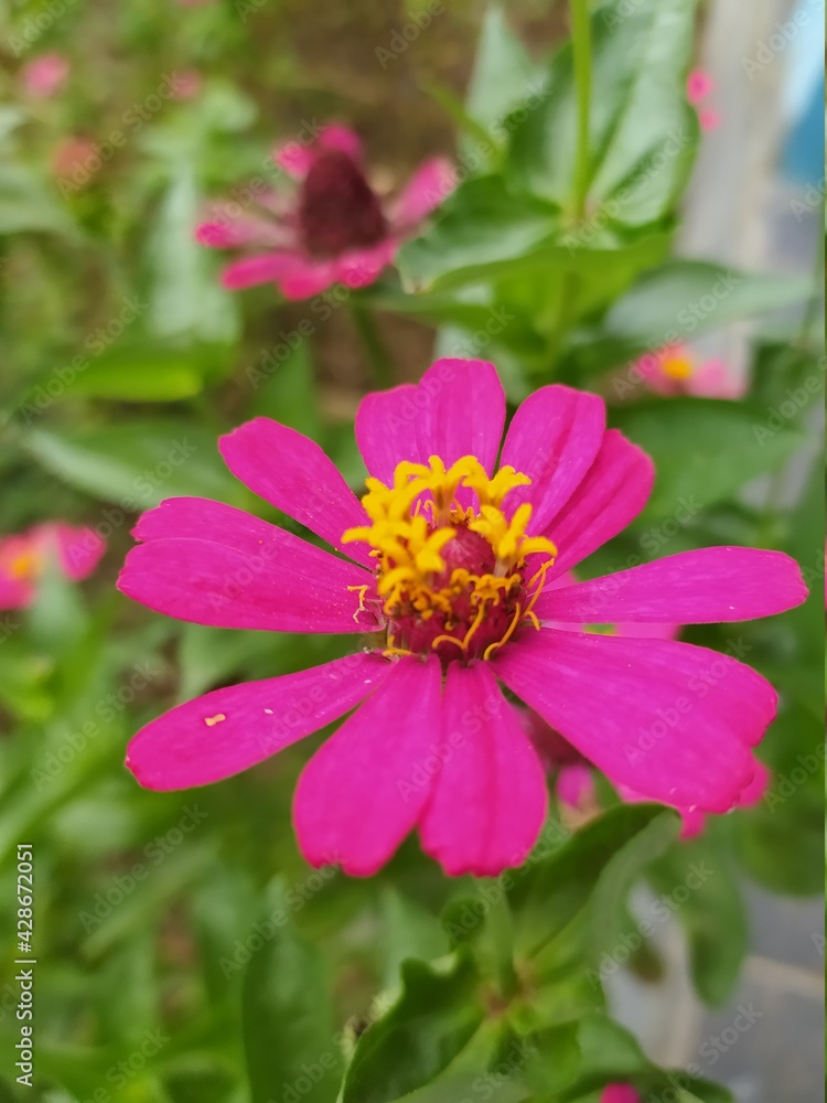 Obraz premium flower