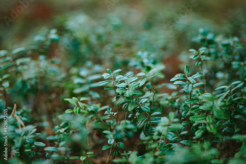 Bilde på lerret forest lingonberry leaves on a blurred background in the forest on a warm day