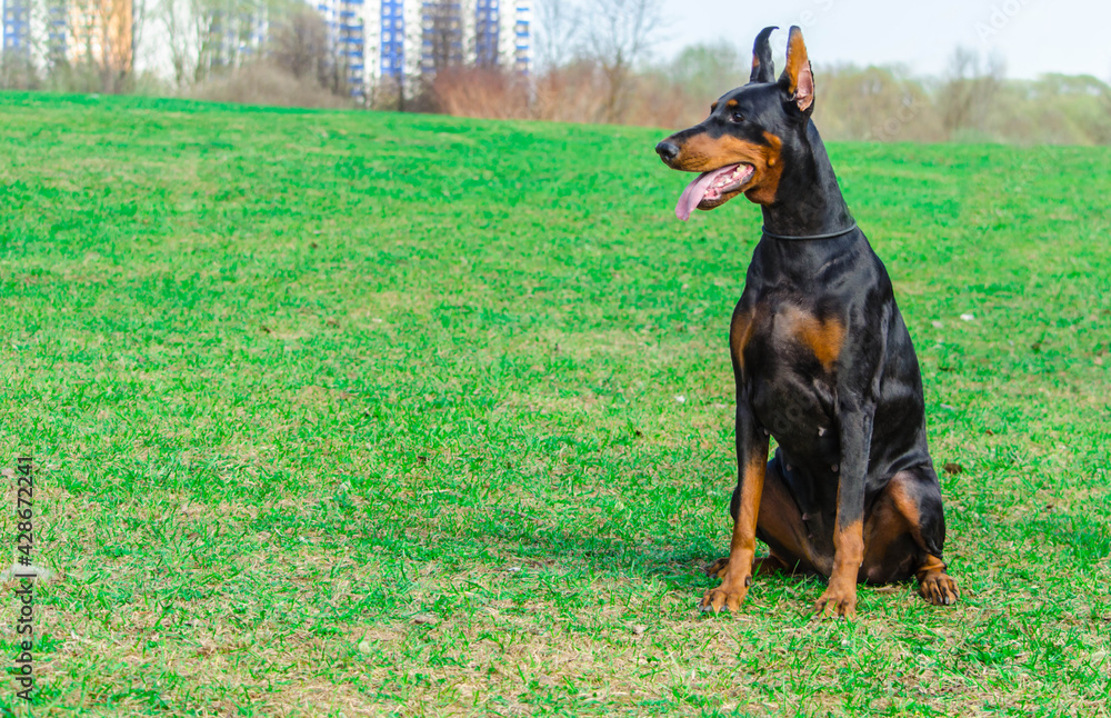 Doberman on the sunny meadow where walking and training
